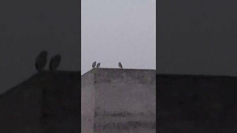 Owl family enjoying awesome weather of early morning #owl #morning #family #weather #awesome #birds