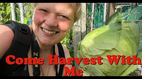 Harvesting Our HUGE Veggies From Our Summer Garden: Allotment Garden