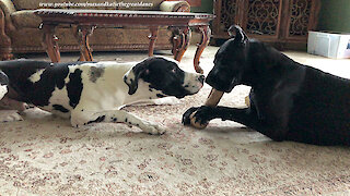 Funny Great Danes Enjoy Bone Swiping and Sharing Fun