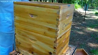 Hive INSPECTION- 5-13-23