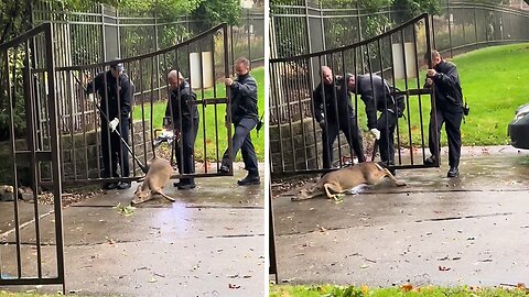 Fire Department rescues deer stuck in a fence