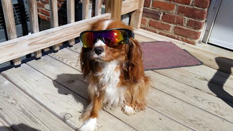 Cavalier King Charles vs Hair Dryer