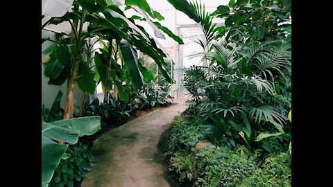 A Tour of The Rare Plant Shop! 1000+ Rare Plants!