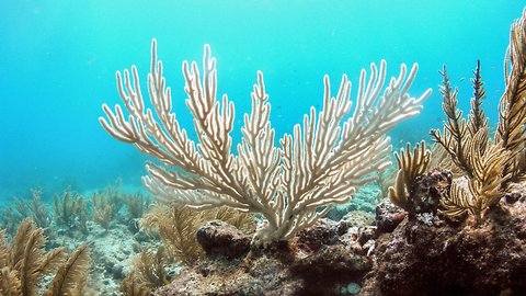 Mass Bleaching Events Hurt The Great Barrier Reef's Ability To Rebuild