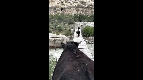 New Funny Video | Cow Crossing a wooden Hanging Bridge | Hunza Pakistan | 2024