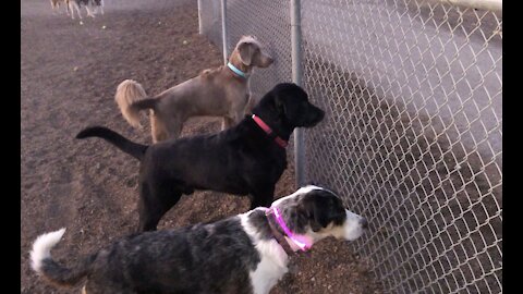 Pack of dogs bark and obsessively stare at bunny