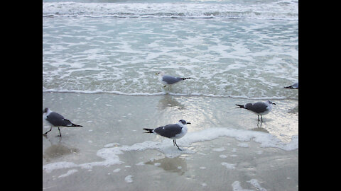 Sounds Of Seagulls & Waves Crashing On The Shore For Relaxation