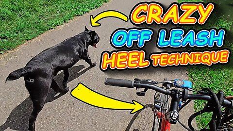 PERFECT Off Leash Heel Drills - Cane Corso Drills