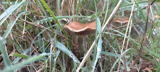 South Australia Psilocybe Subaeruginosa Adelaide Hills