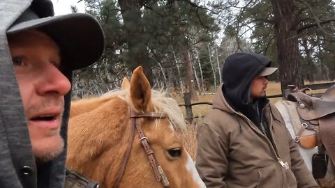 Chasing After Stray Cows in the Black Hills!