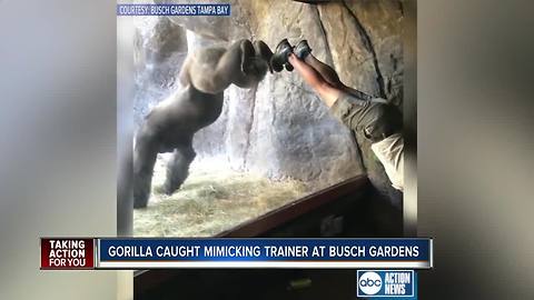 Viral video shows gorilla mimicking his trainer at Busch Gardens Tampa Bay