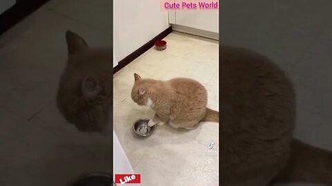 Cute and funny cat videos/#kitten #cat #kitty #funny kitten #funnycat #trending #shorts #tiktok