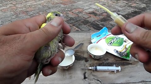 Hand feeding the baby bird budgie