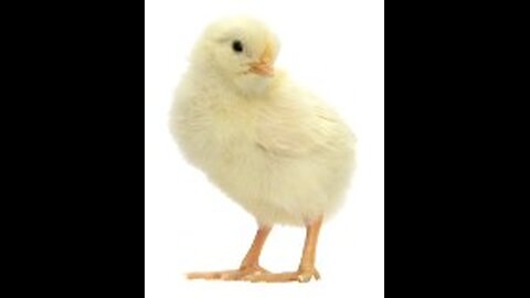 Chick Care 101: Tips for Raising Chicks for the Beginner