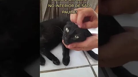 COMO É UM GATO NO INTERIOR DO SÃO PAULO