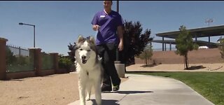 Local vet: Protect your pets from the heat