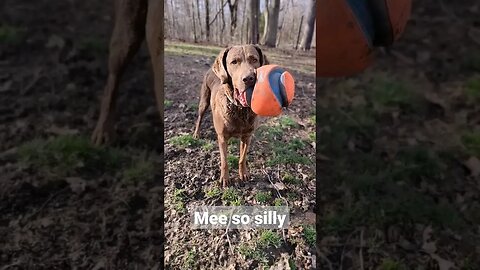 Such a silly boy 😛🐾 #ilovedogs #lifewithdogs #sillydog