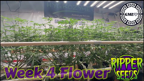 Ripper Seeds GMO x Animal Cookies wk 4 flower under dual @grandmasterlevel Master Bloom 6 red