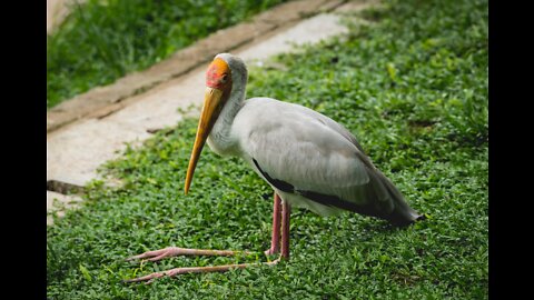 Beautiful Birds in Zoo