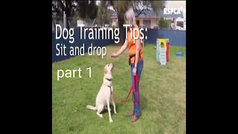 FREE DOG TRAINING SERIES – Lesson 1: how to teach your dog to sit and drop