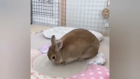 Funny videos of little bunnies 🐇 cute bunnies