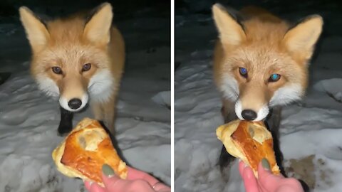 woman-hand-feeds-incredibly-friendly-wild-fox