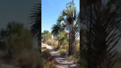 Walking to the end of Skipper Bay Rd - St Marks NWR near Panacea, FL #shorts