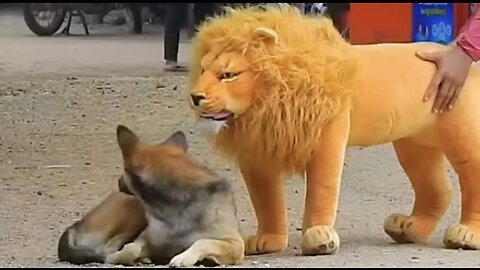 Epic Lion Prank on Dogs- Their Hilarious Reaction!