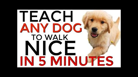 Teach ANY dog to walk nice on the leash _ 5 MINUTE DOG TRAINING RESULTS!