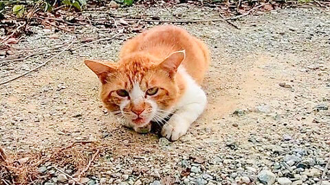 Stray cat in the open space, I was wary at first, but when I stroked it I fell happy