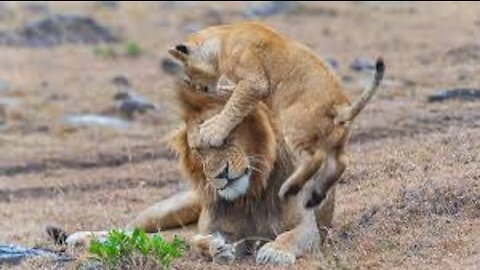 Lion cubs playing with daddy