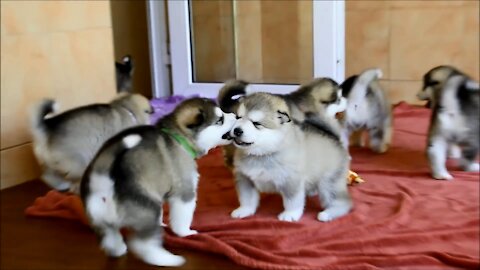 New Born cutest Alaskan Malamute puppies will take your heart