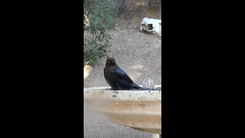 Brown-headed Cowbird🐦Soak & Splash