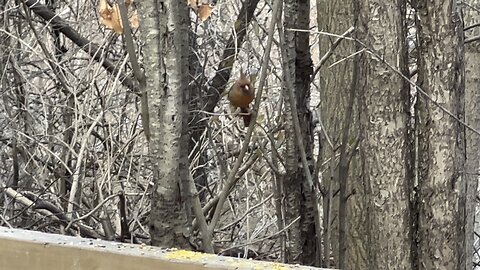 James gardens Toronto wildlife