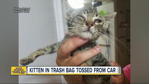 Kitten rescued from trash bag after tossed from car onto Wauchula road