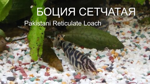 27 февраля 2020 г. Боция сетчатая. Pakistani Reticulate Loach.