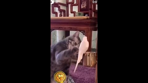 Cat and parrot funny video