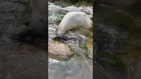 Otter mandi di sungai #otter #otters #otterlucu #otter #berangberang #babyotter