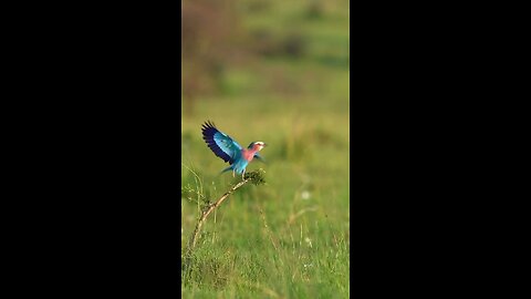 So lovely birds 🦅❤️🙈😍