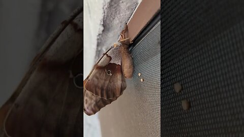 LOOK AT THE SIZE. BIG ASS MOTH