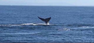 Rare number of blue whales spotted in California