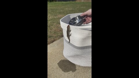 thirsty lizard