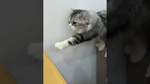 it's not the cat's fault, the table must be too slippery