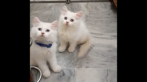 Cute Cats♥️ Playing mood🥺