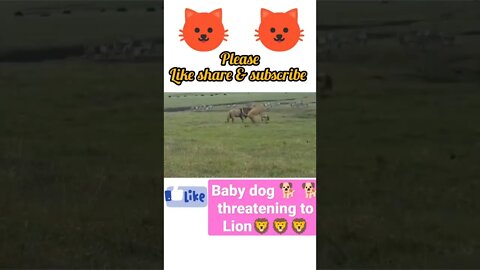 Baby dog 🐕 threaten to Lion 🦁🦁 2022, #shorts #youtubeshorts