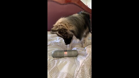 Excited Puppy Absolutely Loves Listening To Music