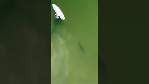 Shark Swimming By Surfer #shark #dronevideo #surfersshort