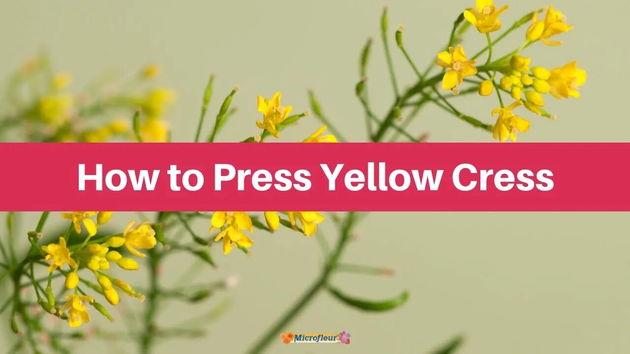 How To Press Yellow Cress