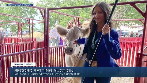 Weld County's Junior Livestock auction sets record