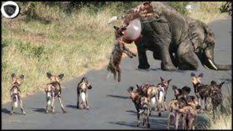 OMG! Wild Dogs Overcrowded And Blood Thirsty Attack Baby Elephant Soon To Be Born